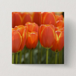 Netherlands aka Holland), Lisse. Keukenhof 7 Pinback Button