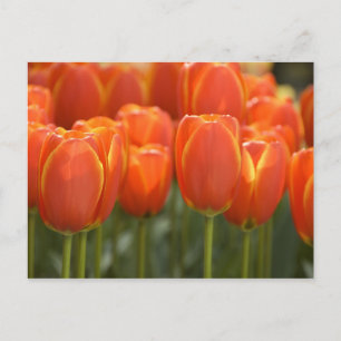 Netherlands aka Holland), Lisse. Keukenhof 7 Postcard