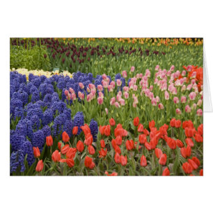 Netherlands aka Holland), Lisse. Keukenhof 8 Cards