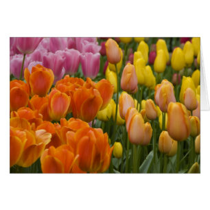 Netherlands aka Holland), Lisse. Keukenhof 9 Cards