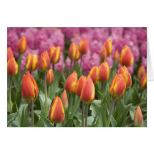 Netherlands (aka Holland), Lisse. Keukenhof Cards