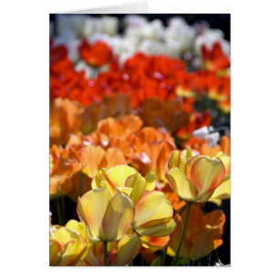 Netherlands aka Holland), Lisse. Keukenhof Cards