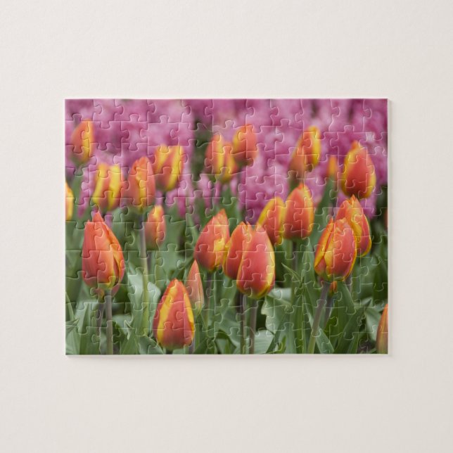 Netherlands (aka Holland), Lisse. Keukenhof Jigsaw Puzzle (Horizontal)