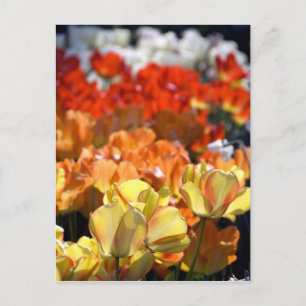 Netherlands aka Holland), Lisse. Keukenhof Postcard