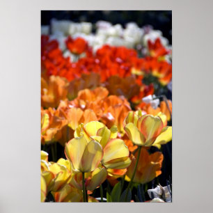 Netherlands aka Holland), Lisse. Keukenhof Poster