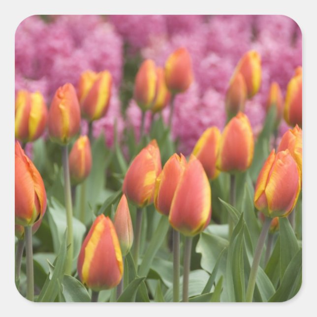 Netherlands (aka Holland), Lisse. Keukenhof Square Sticker (Front)