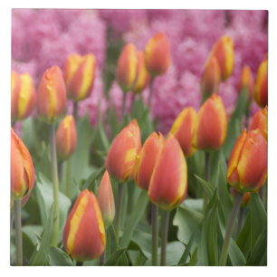 Netherlands (aka Holland), Lisse. Keukenhof Tile