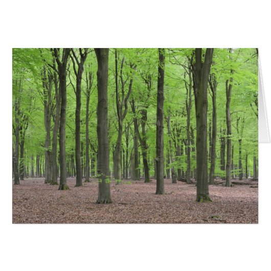 Netherlands Forest Cards (Front Horizontal)