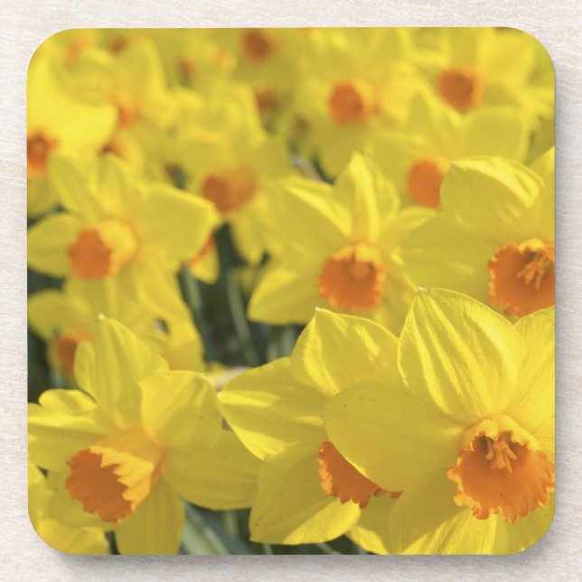 Netherlands, Holland, Lisse, Keukenhof Gardens, Beverage Coaster (Front)