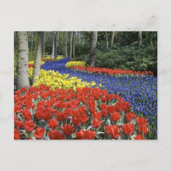 Netherlands  Holland  Lisse  Keukenhof Gardens Postcard by OneWithNature at Zazzle