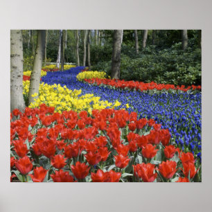 Netherlands, Holland, Lisse, Keukenhof Gardens Poster