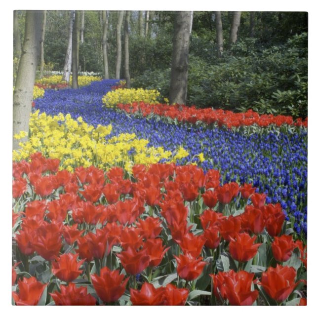 Netherlands, Holland, Lisse, Keukenhof Gardens Tile (Front)