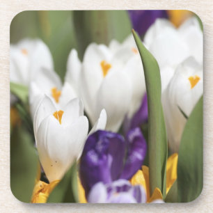 Netherlands, Keukenhoff Gardens, Tulips. Drink Coaster