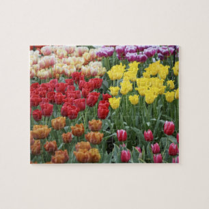 Netherlands, Keukenhoff Gardens, tulips. Jigsaw Puzzle
