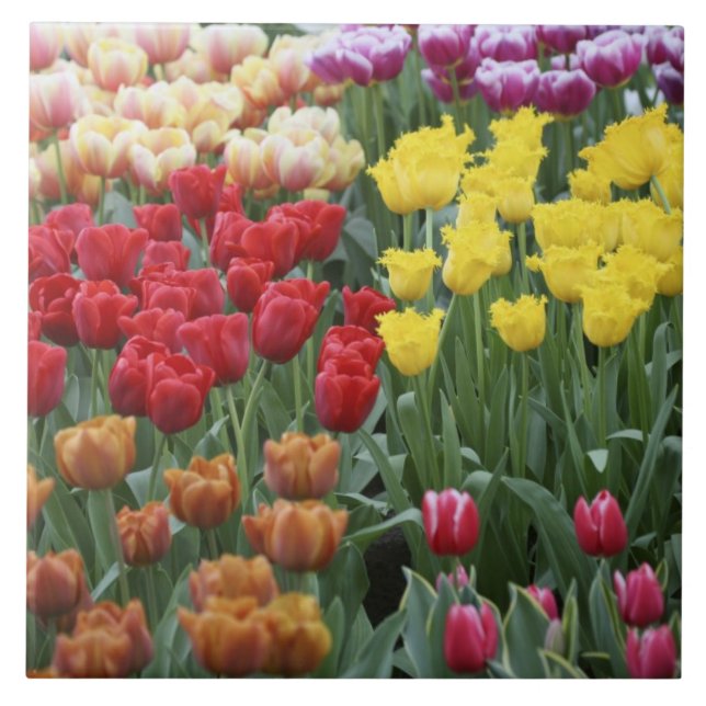Netherlands, Keukenhoff Gardens, tulips. Tile (Front)