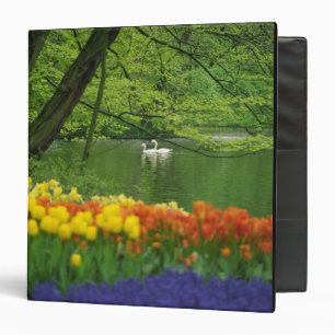 Netherlands, Lisse. White swans on pond amid 3 Ring Binder