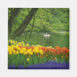 Netherlands, Lisse. White swans on pond amid Magnet