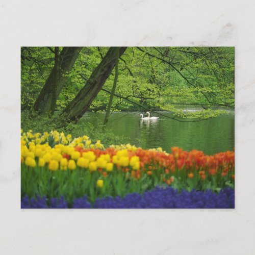 Netherlands Lisse White swans on pond amid Postcard