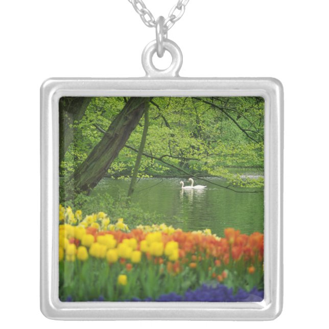 Netherlands, Lisse. White swans on pond amid Silver Plated Necklace (Front)