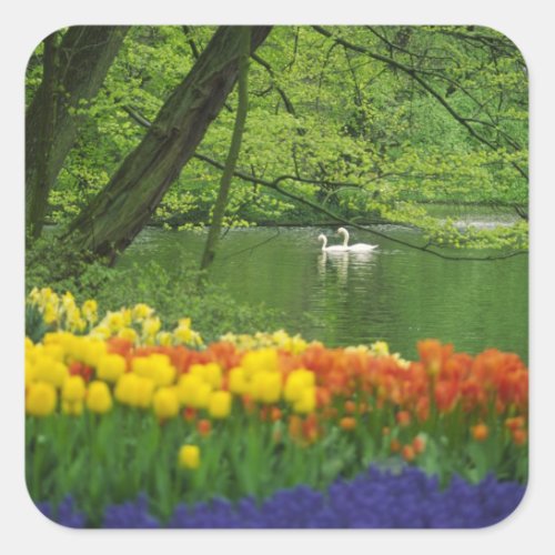 Netherlands Lisse White swans on pond amid Square Sticker