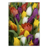 Netherlands, South Holland, Amsterdam (Front)