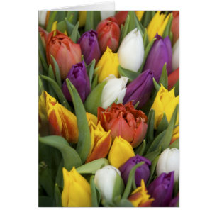 Netherlands, South Holland, Amsterdam