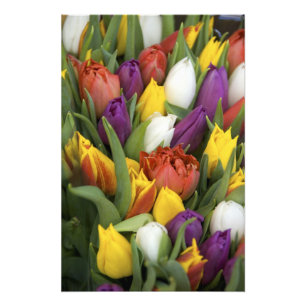 Netherlands, South Holland, Amsterdam Photo Print