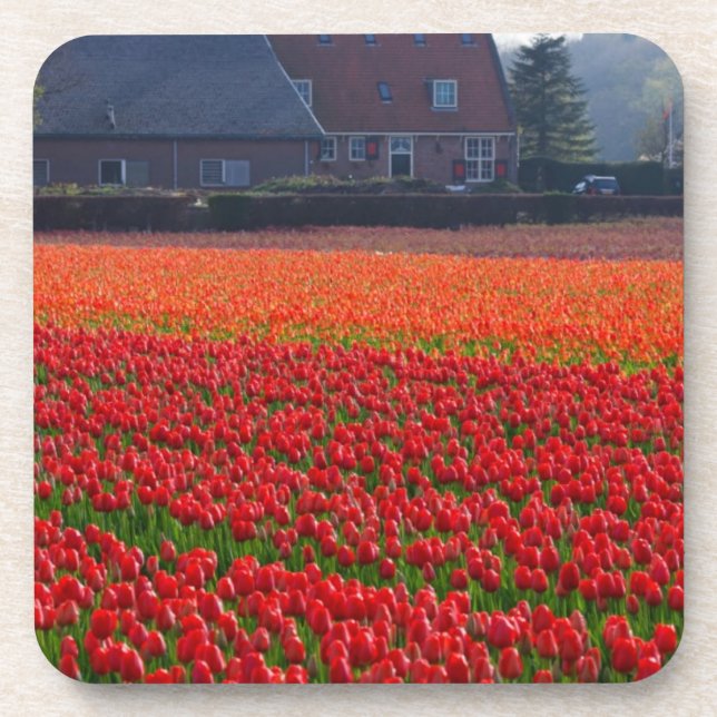 Netherlands: Tulip Field in Holland Drink Coaster (Front)