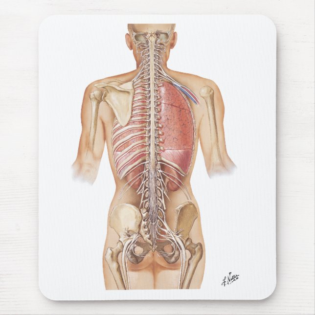 Netter Spine Mouse Pad (Front)