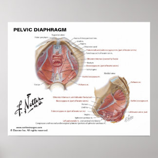Netter's Pelvic Diaphragm - Labeled Chart