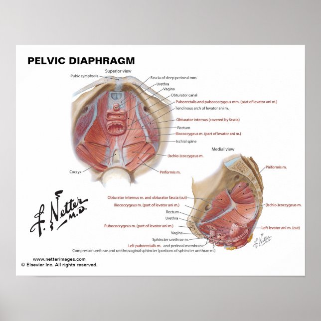 Netter's Pelvic Diaphragm - Labeled Chart (Front)