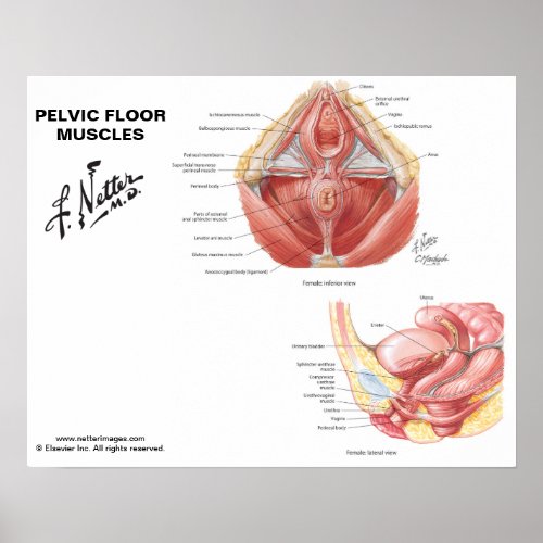 Netters Pelvic Floor Muscles _ Labeled Chart