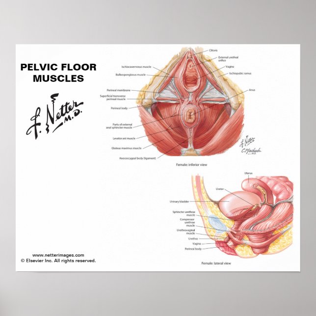 Netter's Pelvic Floor Muscles - Labeled Chart (Front)