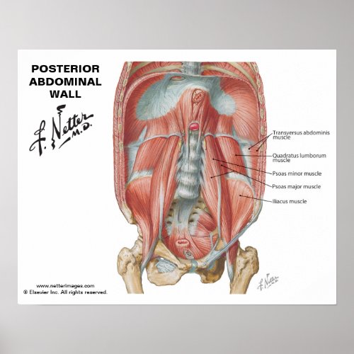 Netters Posterior Abdominal Wall _ Labeled Chart