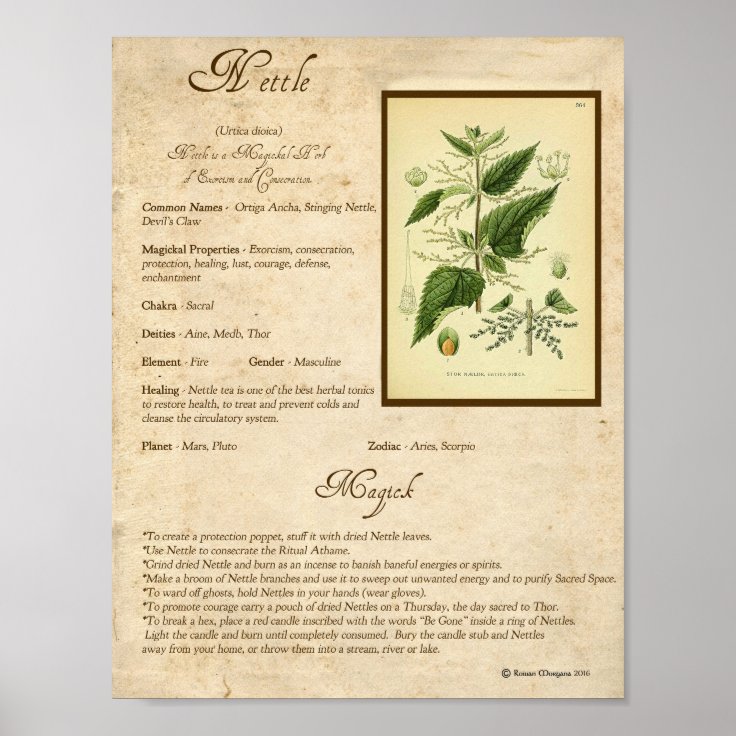 NETTLE MAGICK HERB POSTER | Zazzle