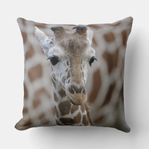 Netzgiraffe Giraffa camelopardalis reticulata Throw Pillow
