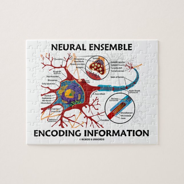 Neural Ensemble Encoding Information Neuron Jigsaw Puzzle (Horizontal)