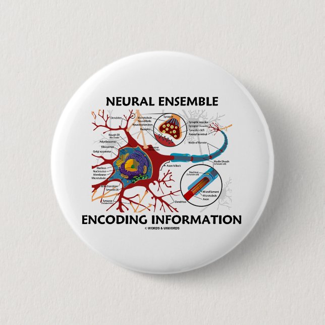 Neural Ensemble Encoding Information (Neuron) Pinback Button (Front)
