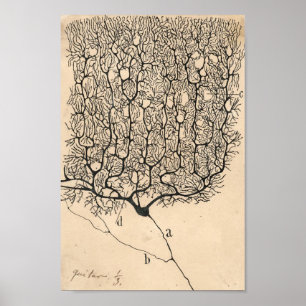 Neuron Drawing By Santiago Ramón Y Cajal Poster