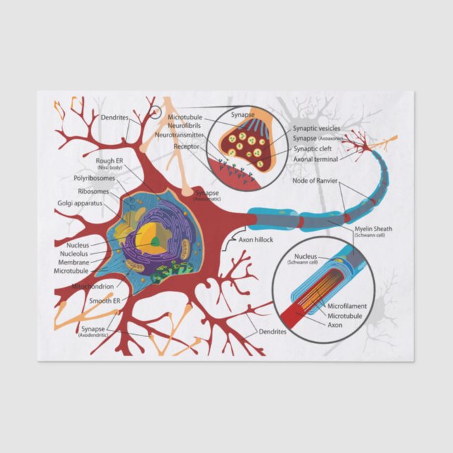 Neurons Nerve Healthy Tissue Paper (Front)
