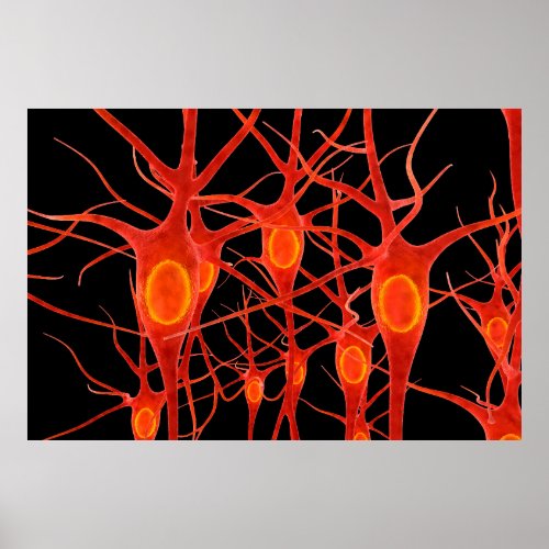 Neuronsneural3danatomyaxonbiobiologicalbiolo Poster