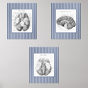 Neuroscience Brain Anatomy with Navy Stripes Wall Art Sets