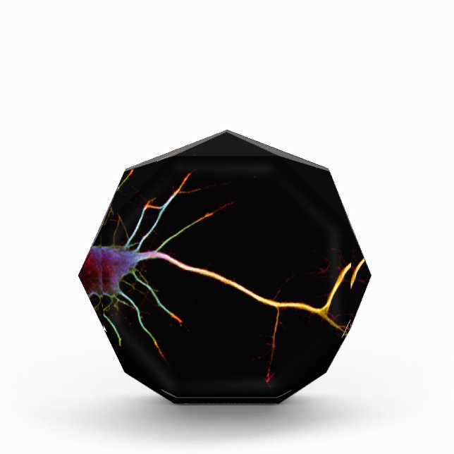 Neuroscience, neuron, science acrylic award (Front)