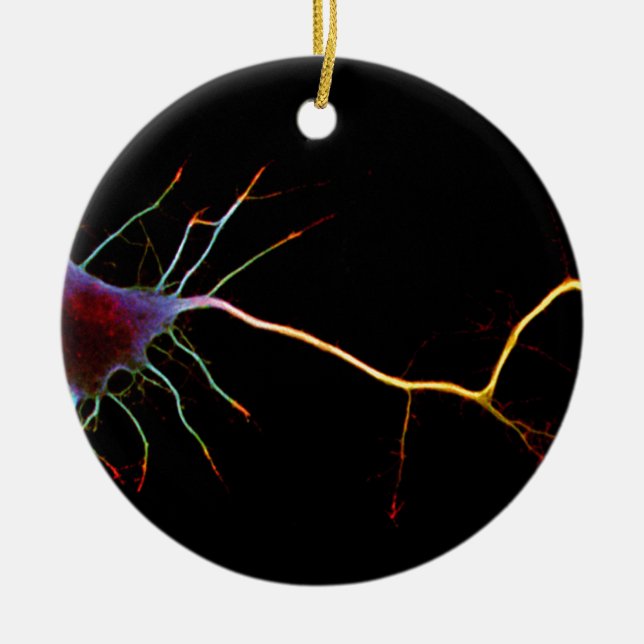Neuroscience, neuron, science ceramic ornament (Front)