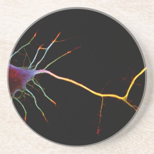 Neuroscience neuron science drink coaster