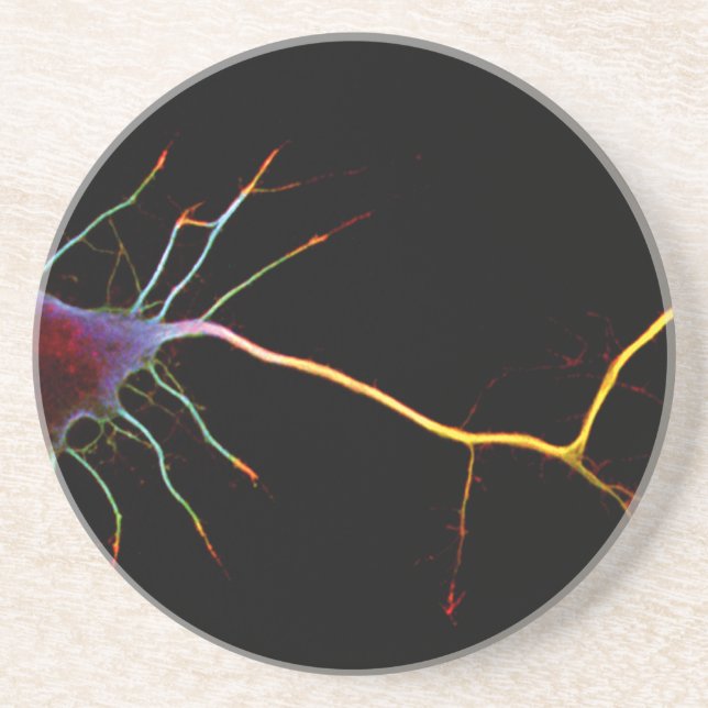 Neuroscience, neuron, science drink coaster (Front)