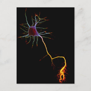 Neuroscience, neuron , science postcard
