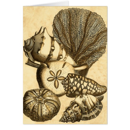 Neutral Shells and Coral Collection Cards (Front)