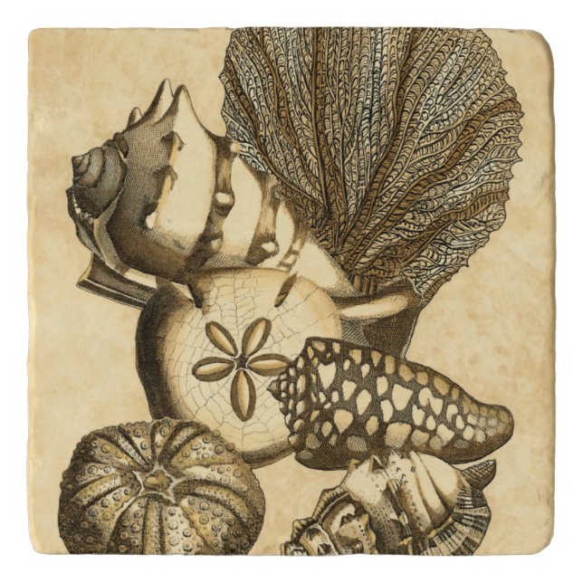 Neutral Shells and Coral Collection Trivet (Front)