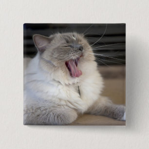Neva Masquerade cat yawning Button